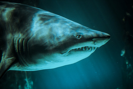 深蓝色水中的大鲨鱼水下照片。