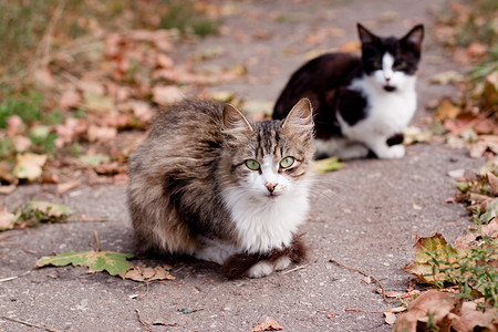 路上的猫