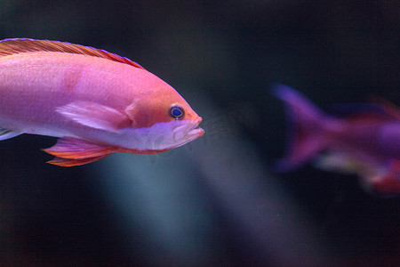 粉红色双色 anthias 鱼