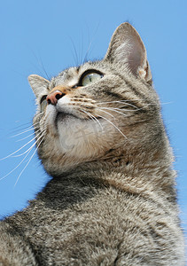 灰色虎斑猫映衬着蓝天，从低角度拍摄。