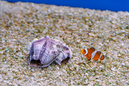 淡水贝壳摄影照片_一只小小丑鱼在底部的小丑贝壳附近游泳