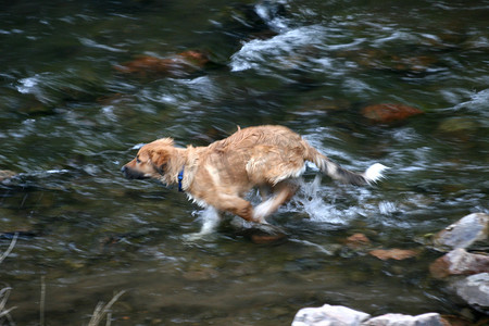 速度感摄影照片_小狗在河里奔跑