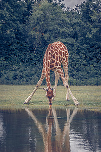长颈鹿在池塘喝水