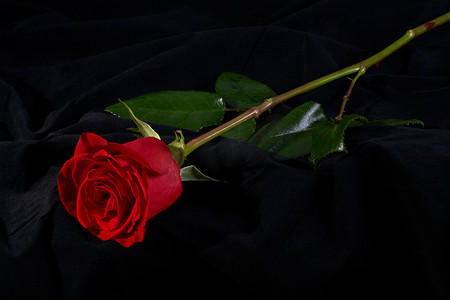 玫瑰花黑色摄影照片_在黑色的红色玫瑰花开花