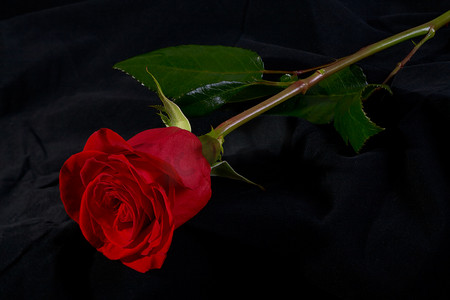 红玫瑰花开花