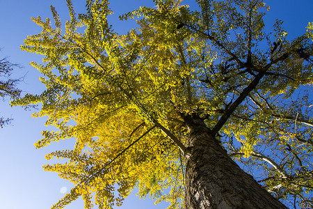 秋天的黄叶摄影照片_秋天银杏树，秋天黄色银杏叶