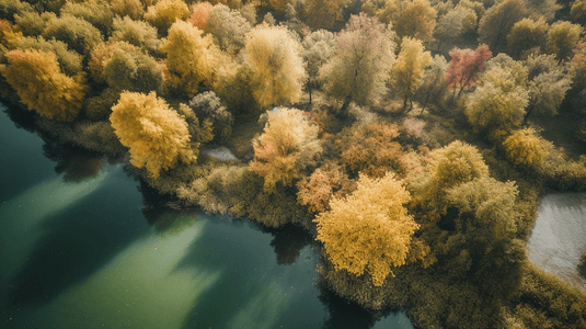 白天俯瞰水体旁的绿树和黄树