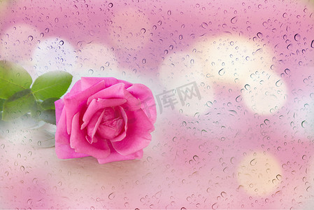 柔和的心情雨水滴和波克粉色中的单粉色玫瑰