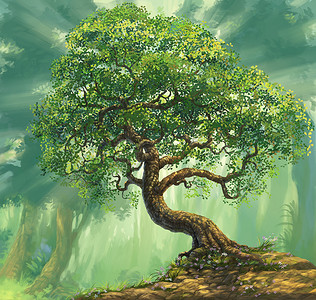 植树大树摄影照片_日出大树在森林背景插画