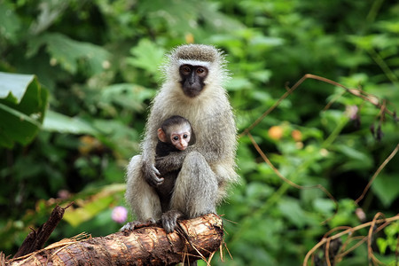 猴妈妈和猴宝宝摄影照片_黑长尾猴：妈妈和宝宝