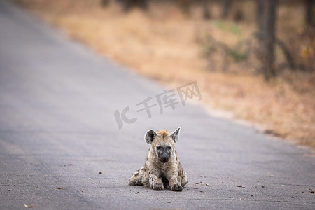 年轻的斑点鬣狗躺在克鲁格的路上。