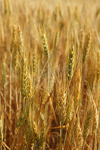 小麦麦片摄影照片_金色的小麦麦片黄色田野