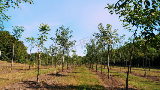 在阳光明媚的日子里，Forester 独特的杂交坚果种植园，旨在生产有价值的木材，在农村种植园中成排的年轻健康坚果树。