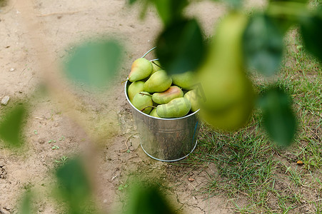 可持续资源摄影照片_在果园的金属镀锌桶中静物与新鲜成熟的梨。