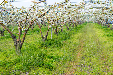 中的鲜花摄影照片_一排排盛开的梨树，韩国