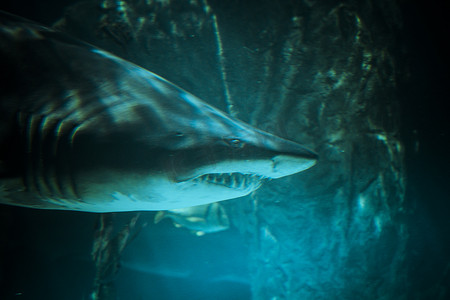 凶猛的鱼摄影照片_深蓝色水中的大鲨鱼水下照片。