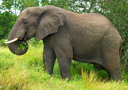 大象耳朵摄影照片_来自非洲的大象