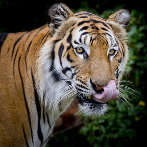 红烧肉食材摄影照片_黑色和白色的老虎看着他的猎物并准备好抓住它。