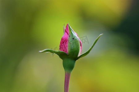 粉红色玫瑰花蕾反对模糊的黄绿色背景