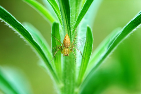 天猫红底摄影照片_植物上的天猫座蜘蛛