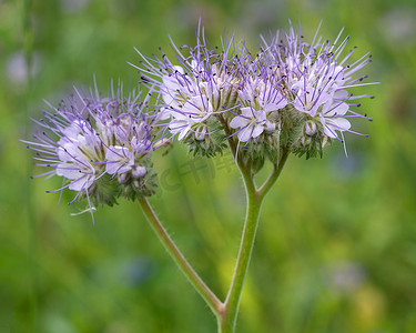 花边的 phacelia，Phacelia tanacetifolia