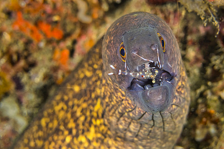 赞扬摄影照片_巨型海鳗和清洁虾，北苏拉威西岛，印度尼西亚