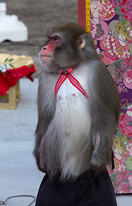 日本猴子街头艺人