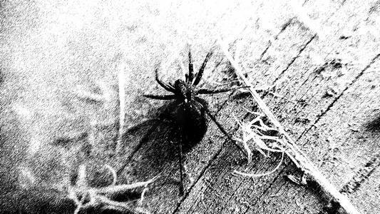 聚焦图解摄影照片_一张蜘蛛在木质表面的黑白老化图像