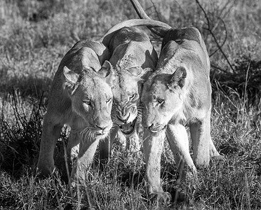 克鲁格国家公园黑白相间的狮群