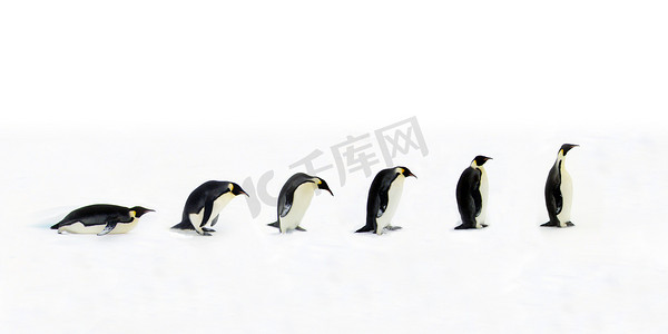 借车步骤摄影照片_企鹅进化