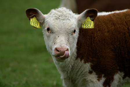 赫里福德牛摄影照片_赫里福德小牛，鼻子里有舌头。