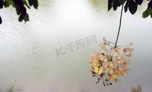 水面背景的 Chaiyapruek 花束