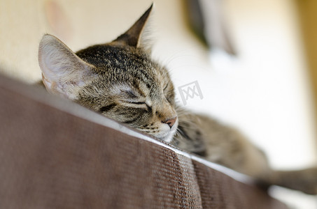 沙发猫摄影照片_躺在床上睡觉的灰猫
