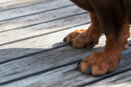 狗爪子摄影照片_一只大棕色狗的爪子在木地板上。