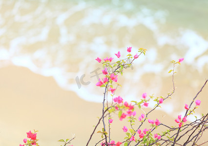 有沙滩背景的小桃红色杜鹃花