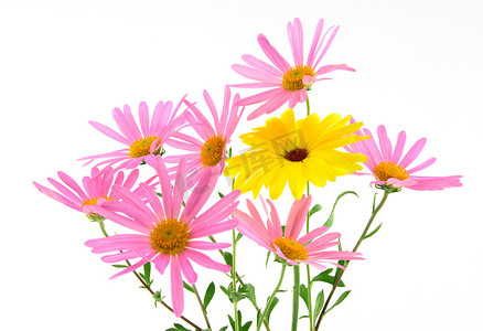 美丽的粉色和黄色花朵