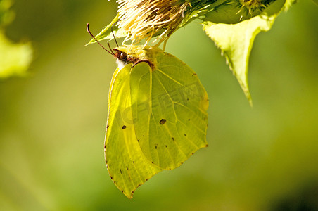 硫磺蝴蝶，Gonepteryx rhamni