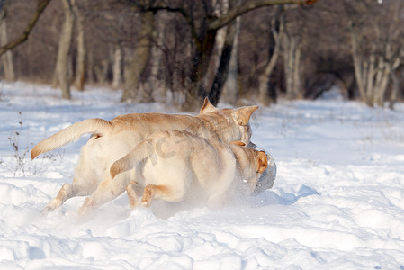 冬天雪地里两只黄色拉布拉多犬带着球