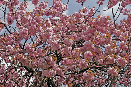 李属，日本樱花在春天