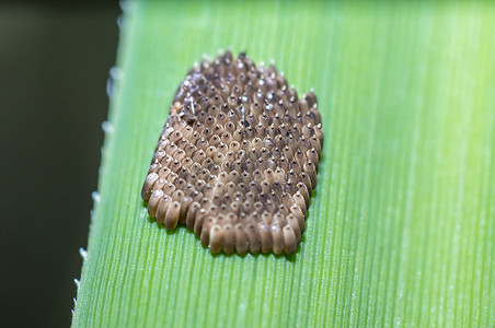 一种非常小的苍蝇的昆虫卵