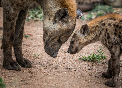 南非克鲁格国家公园的斑点鬣狗。