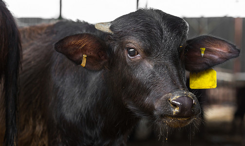 牛肉生产摄影照片_农场上的黑牛特写