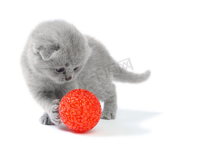 小猫玩耍摄影照片_小猫玩球