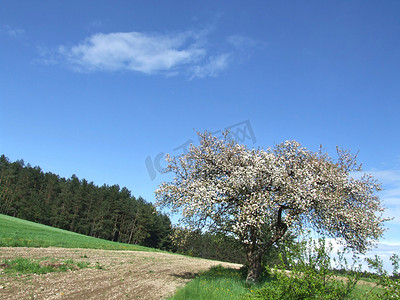 春天的苹果树