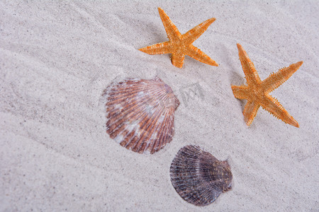 海星图案摄影照片_沙子背景中的橙色海星和两个贝壳