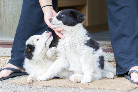 两只嬉戏的边境牧羊犬小狗