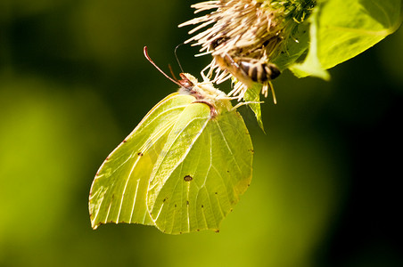 硫磺蝴蝶，Gonepteryx rhamni