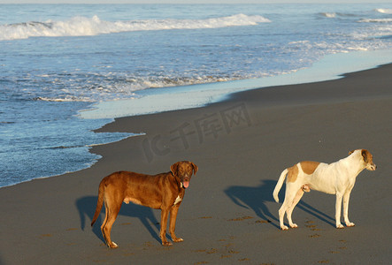 墨西哥阿里斯塔港海滩上的两只狗