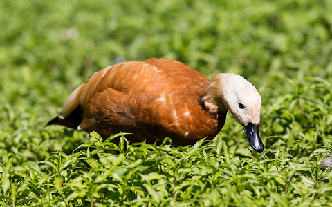 草丛中的红麻鸭