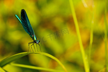 美丽的少女，Calopteryx virgo